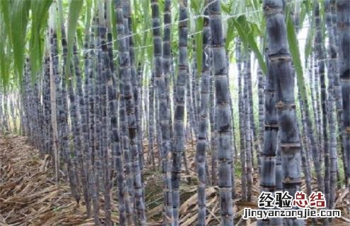 甘蔗常见品种及图片 甘蔗常见品种及图片介绍