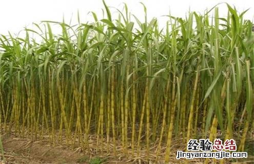 甘蔗常见品种及图片 甘蔗常见品种及图片介绍