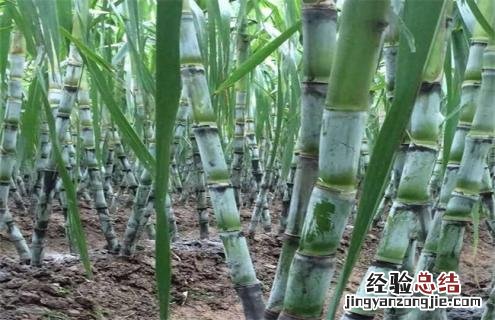 甘蔗常见品种及图片 甘蔗常见品种及图片介绍