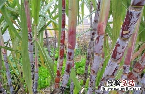 甘蔗常见品种及图片 甘蔗常见品种及图片介绍