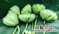 莲蓬孕妇晚期可以吃吗 莲蓬孕妇晚期可以吃吗
