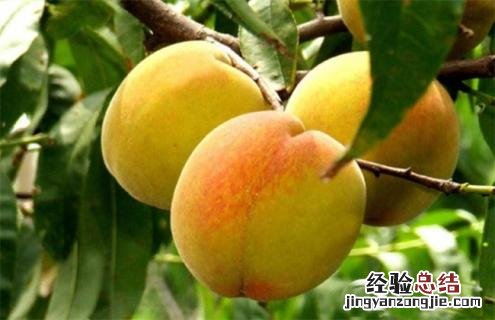 桃子常见种类及图片大全 桃子常见种类及图片