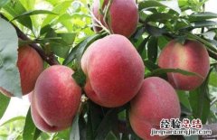 桃子常见种类及图片大全 桃子常见种类及图片