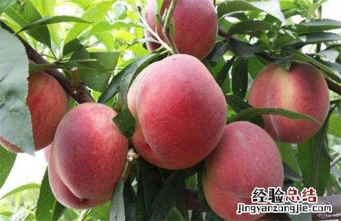 桃子常见种类及图片大全 桃子常见种类及图片