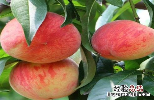 桃子常见种类及图片大全 桃子常见种类及图片