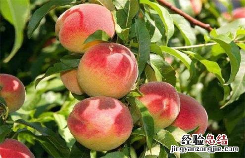 桃子常见种类及图片大全 桃子常见种类及图片