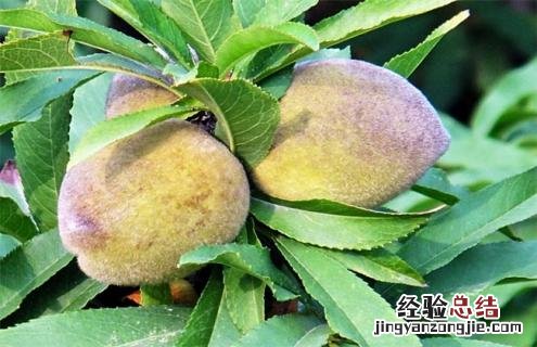 桃子常见种类及图片大全 桃子常见种类及图片