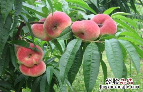 桃子常见种类及图片大全 桃子常见种类及图片