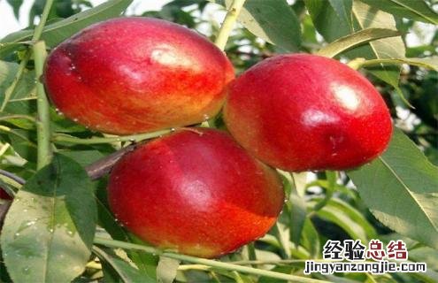 桃子常见种类及图片大全 桃子常见种类及图片
