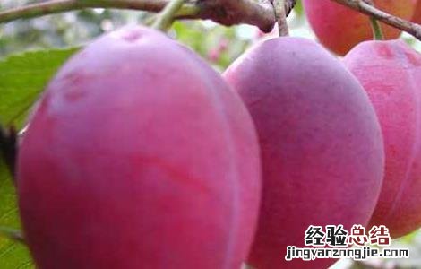 西梅的营养价值 西梅的营养价值有哪些