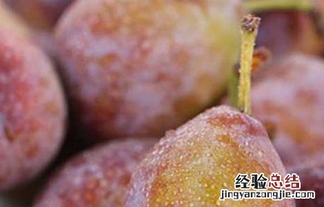 西梅的营养价值 西梅的营养价值有哪些
