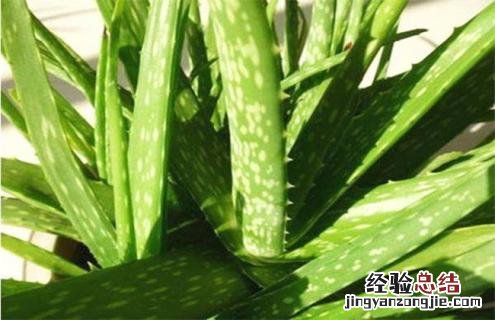 芦荟常见品种及图片 芦荟品种名称及图片