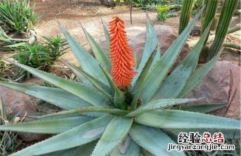 芦荟常见品种及图片 芦荟品种名称及图片
