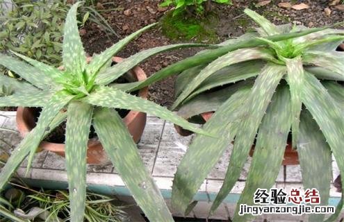 芦荟常见品种及图片 芦荟品种名称及图片