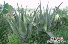 芦荟常见品种及图片 芦荟品种名称及图片