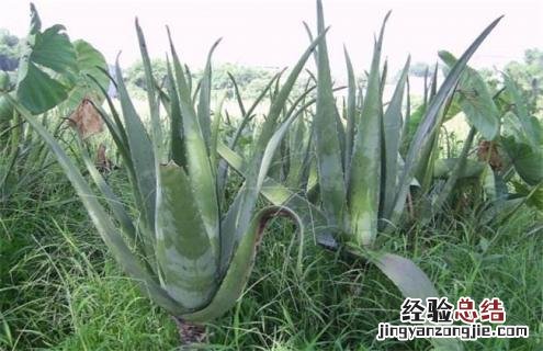 芦荟常见品种及图片 芦荟品种名称及图片