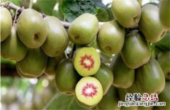 猕猴桃种类介绍及图片大全 猕猴桃种类介绍及图片大全大图