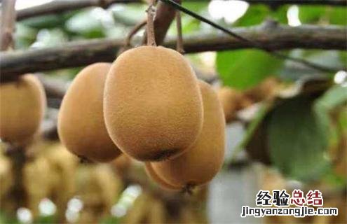 猕猴桃种类介绍及图片大全 猕猴桃种类介绍及图片大全大图