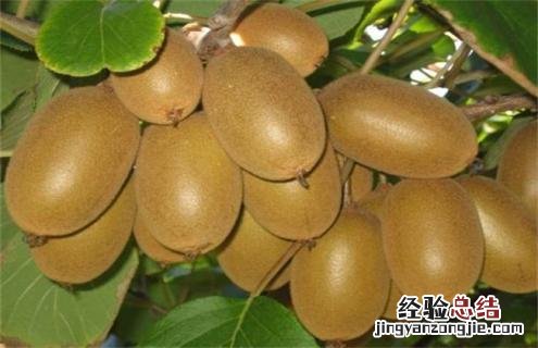 猕猴桃种类介绍及图片大全 猕猴桃种类介绍及图片大全大图