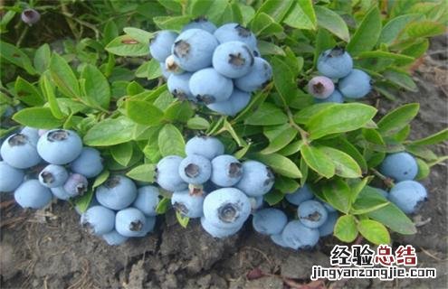 蓝莓常见品种 蓝莓常见品种花期