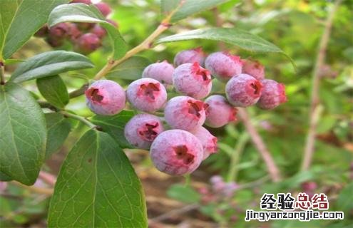 蓝莓常见品种 蓝莓常见品种花期