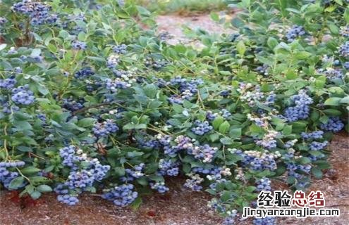 蓝莓常见品种 蓝莓常见品种花期