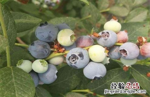 蓝莓常见品种 蓝莓常见品种花期