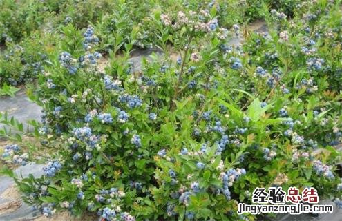 蓝莓常见品种 蓝莓常见品种花期