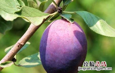 西梅的功效与作用及食用方法 西梅的功效与作用