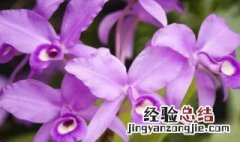 卡特兰的花语 卡特兰花语