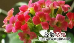 花语 长寿 长寿花的花语是什么