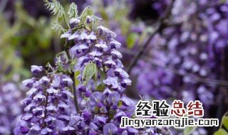 有关紫藤花的花语 紫藤花代表什么意思?紫藤花的花语