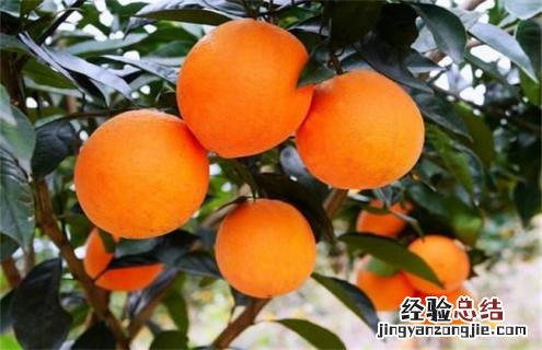 橙子种类及图片大全 橙子种类及图片大全简笔画