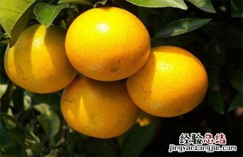 橙子种类及图片大全 橙子种类及图片大全简笔画