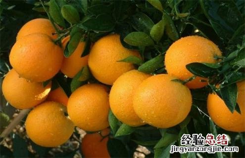 橙子种类及图片大全 橙子种类及图片大全简笔画