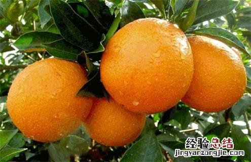 橙子种类及图片大全 橙子种类及图片大全简笔画