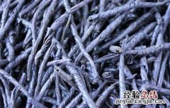 喝苦丁茶有什么好处 喝苦丁茶有什么好处和坏处
