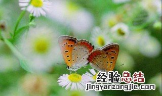 庒生梦蝶的意思 梦蝶的意思