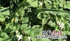 鱼腥草北方能种吗怎么种 鱼腥草北方能种吗