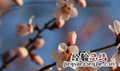 什么花耐寒又耐旱耐热又好养 什么花抗寒