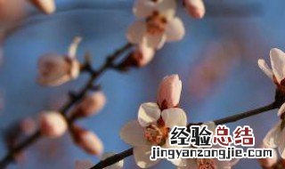 什么花耐寒又耐旱耐热又好养 什么花抗寒