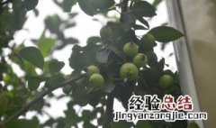 海棠树可以种门口吗 海棠树能不能种门口