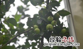 海棠树可以种门口吗 海棠树能不能种门口