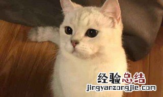 英短银渐层怎么养 英短银渐层怎么养?