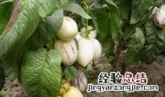 如何判断人参果熟了 怎么看人参果熟没熟