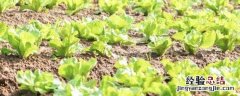 白菜适合什么土壤种植 大白菜喜欢什么土壤
