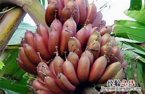 香蕉常见种类图片名称 香蕉分几种图片