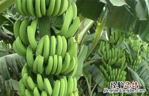 香蕉常见种类图片名称 香蕉分几种图片