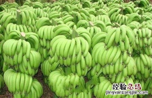 香蕉常见种类图片名称 香蕉分几种图片