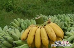 香蕉常见种类图片名称 香蕉分几种图片